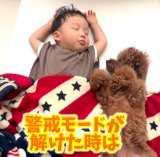 昼寝中の1歳児を見守るトイプードル（Instagram／@leo_poo__1126より）