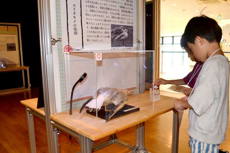 解説と標本を見て生き物の体の部位について学びながらカードを選んでいく=船橋市のふなばし三番瀬環境学習館