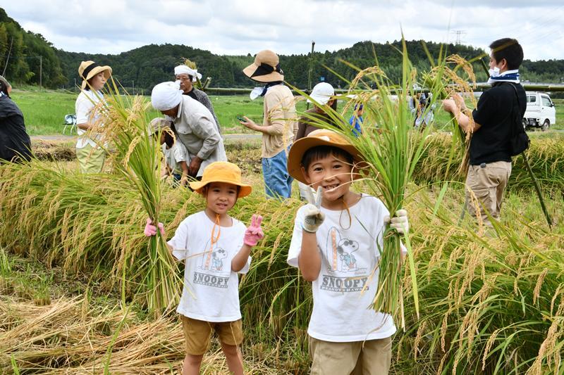 田植えにも参加し、初めて稲刈り体験した子どもたち=20日、多古町