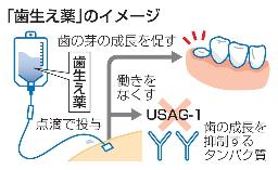 「歯生え薬」のイメージ