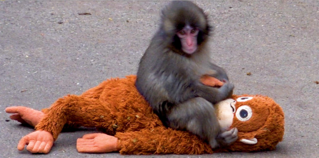 子ザルのパンチ （C）ORICON NewS inc.