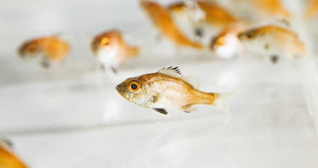 近畿大学が完全養殖に成功したノドグロ