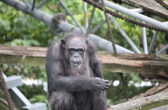 チンパンジー「アイ」