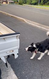 トラックに飛び乗ろうとしているBiS（ビス）くん