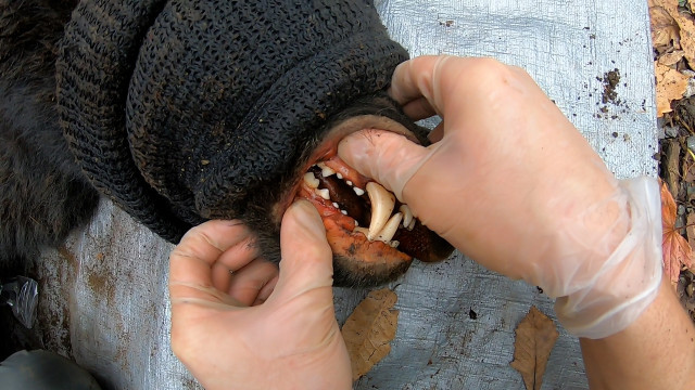 23日放送『ガイアの夜明け【野生と共に生きる！～駆除に頼らない観光地～】』より（C）テレビ東京