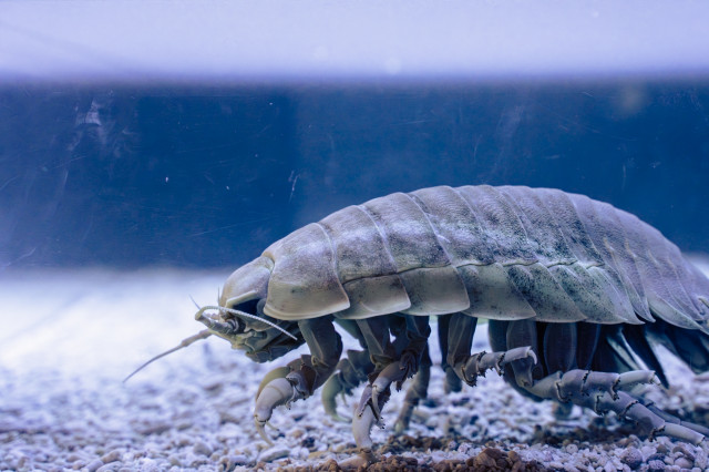 ダイオウグソクムシ（写真はイメージ）