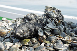 船橋市潮見町の沖合で見つかった不発弾(千葉海上保安部提供)