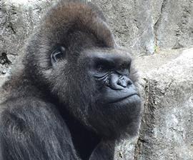 ニシゴリラの「ケンタ」