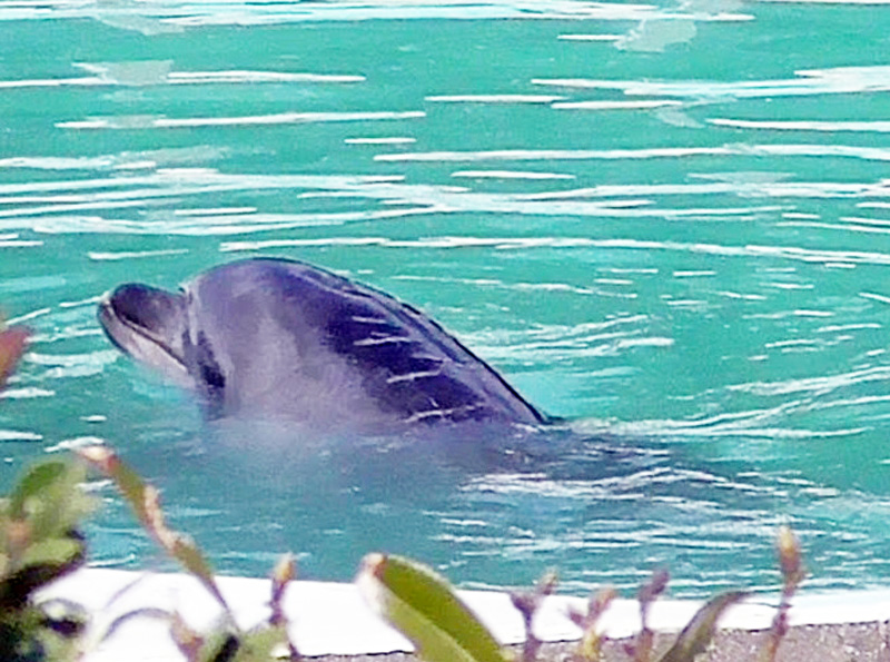 閉園した犬吠埼マリンパークで飼育されているイルカ（ＰＥＡＣＥ提供）＝今年３月、銚子市犬吠埼
