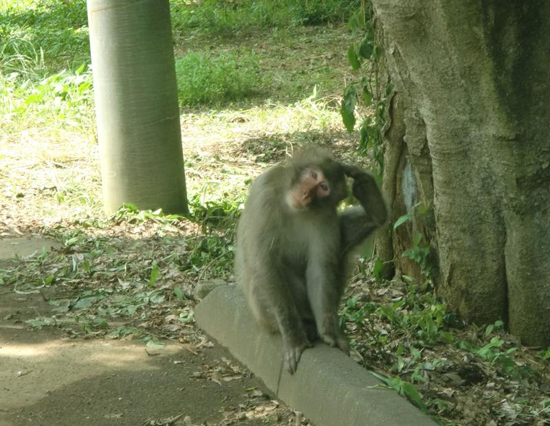 市原市能満で目撃された雄のニホンザル=26日(同市提供)