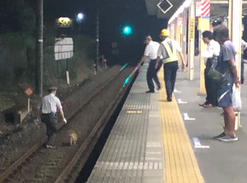鎌取駅の線路に迷い込んだ犬と捕まえようとする駅員ら（杉本勇樹さん提供）