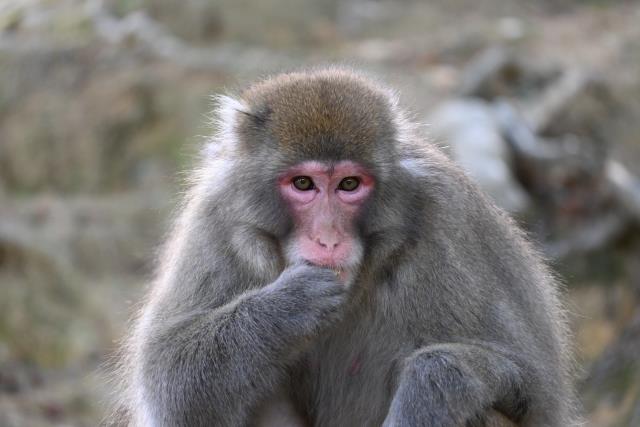 写真はイメージ