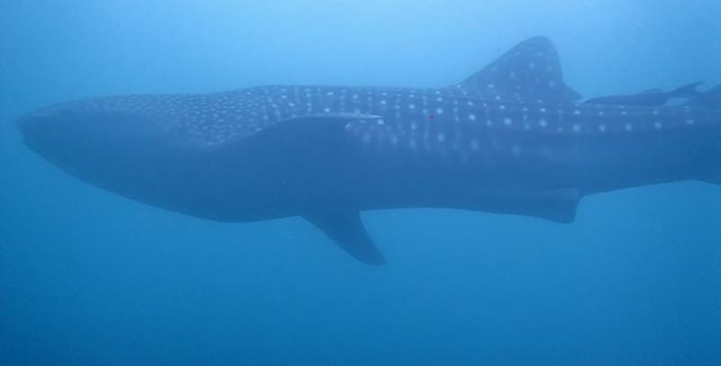 館山市波左間沖で保護されたジンベエザメ（荒川さん提供）