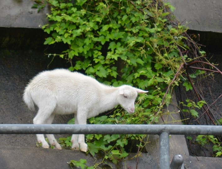 約2カ月間、京成線の斜面に居ついている子ヤギ=18日、佐倉市