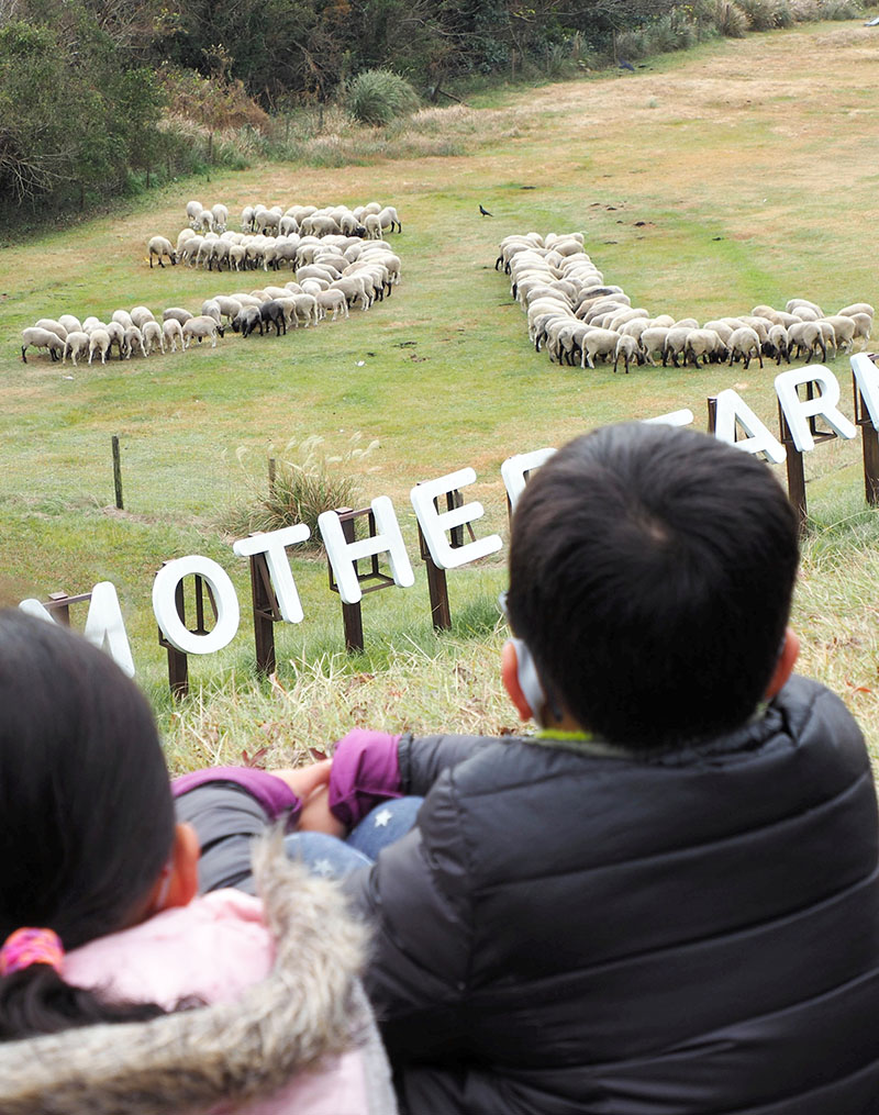 ヒツジの群れが牧草地に描き出す「うし」の文字＝富津市のマザー牧場