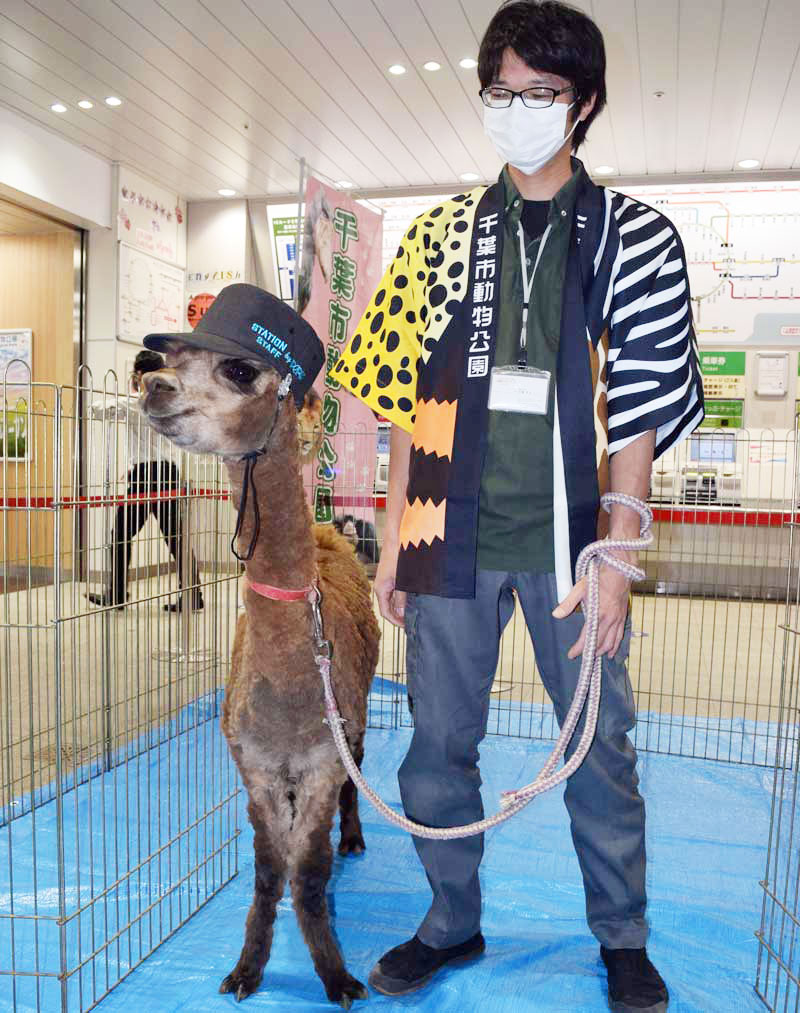 一日駅長に就任した千葉市動物公園のアルパカ「ミッティー」(左)=24日、JR海浜幕張駅