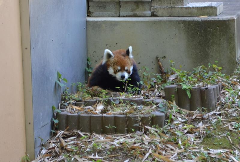 レッサーパンダの風太。展示に復帰し来園者に元気な姿を見せた＝５月１０日、若葉区の千葉市動物公園