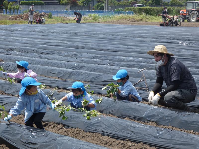 ＪＡ長生青年部のメンバーとサツマイモの苗を植える園児たち＝白子町