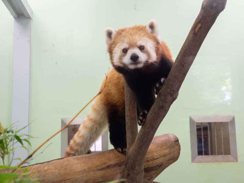 新たに仲間入りしたレッサーパンダの「タイヨウ」