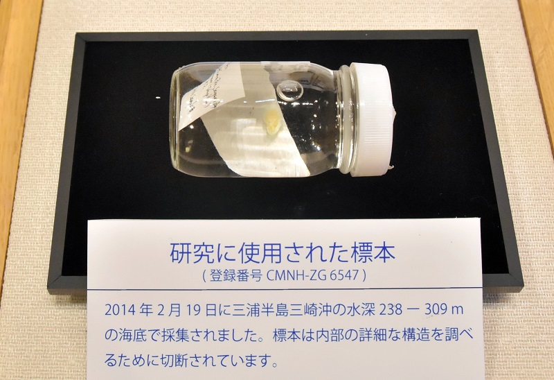 展示されているヨウサイイソギンチャクの標本