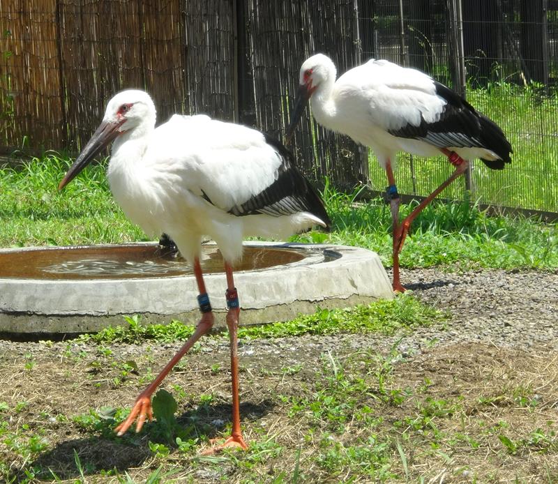 愛称が決まった雄のミズキ（左）と雌のリン（野田市提供）