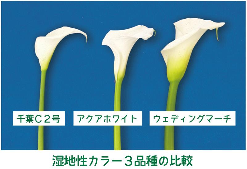 「湿地性」カラー３品種の比較。愛称が決定した「千葉Ｃ２号」は従来種と比べると花が小ぶりで茎が細い（千葉県提供）