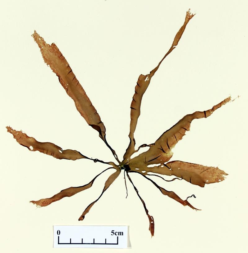 手を広げたように見える新種ノリ「センジュアマノリ」(海の博物館提供)