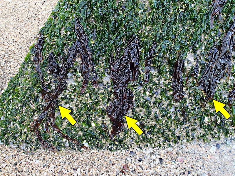 いすみ市の海岸で生育したセンジュアマノリ(海の博物館提供)