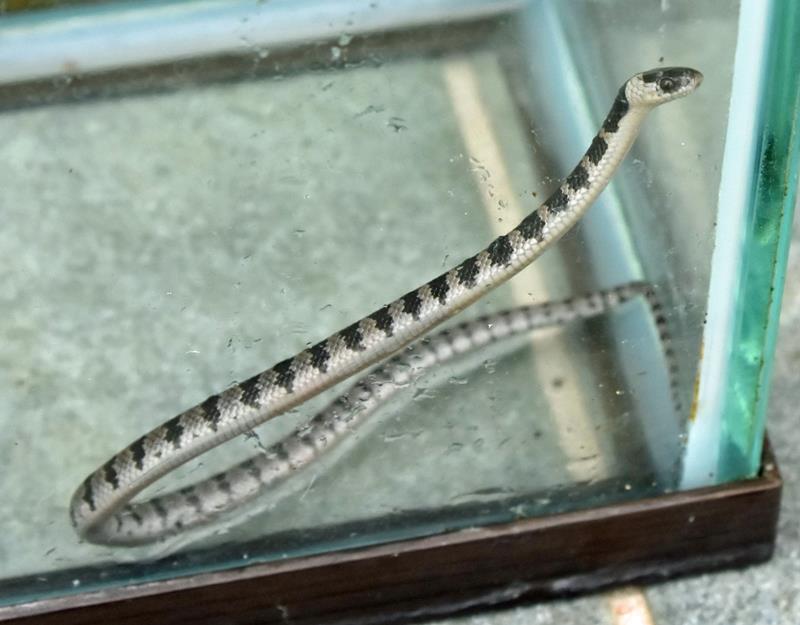 市東さんが自宅玄関脇で見つけたシロマダラ=いすみ市