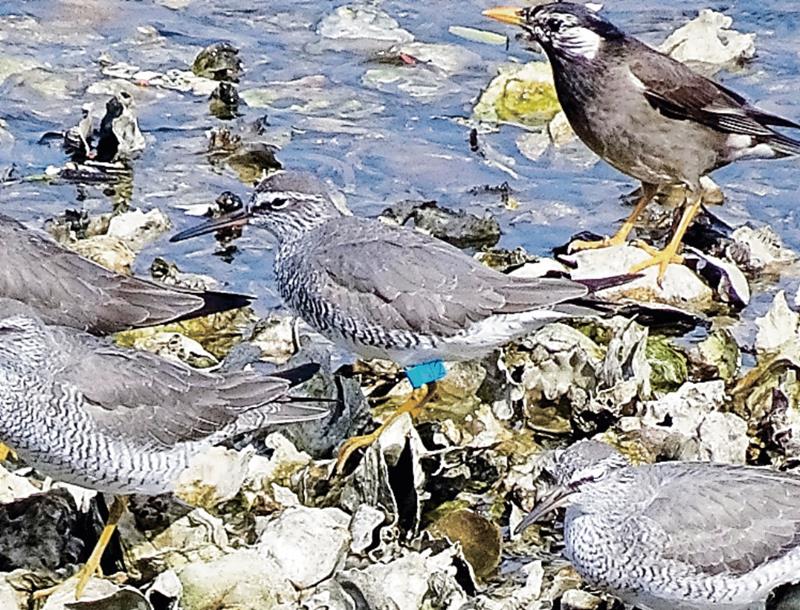 今年5月にも谷津干潟で確認された「キアシシギ」。足に見分けるための印が着けられている(谷津干潟自然観察センター提供)