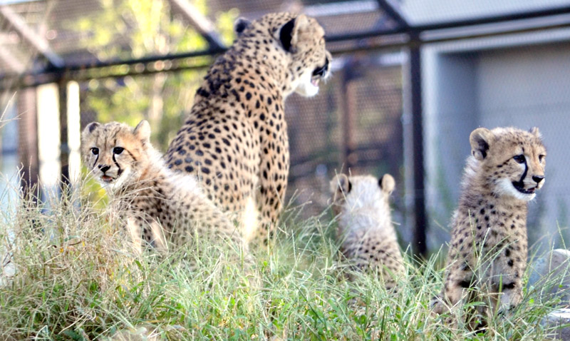 千葉市動物公園で６月に生まれたチーターの子どもたち。中央は母親のズラヤ