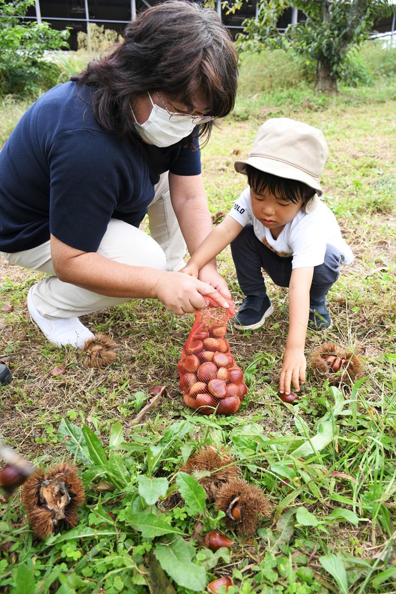 慣れた手つきで栗を拾う男の子＝成田市の成田ゆめ牧場