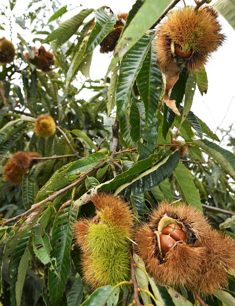 大きな実がなった栗の木