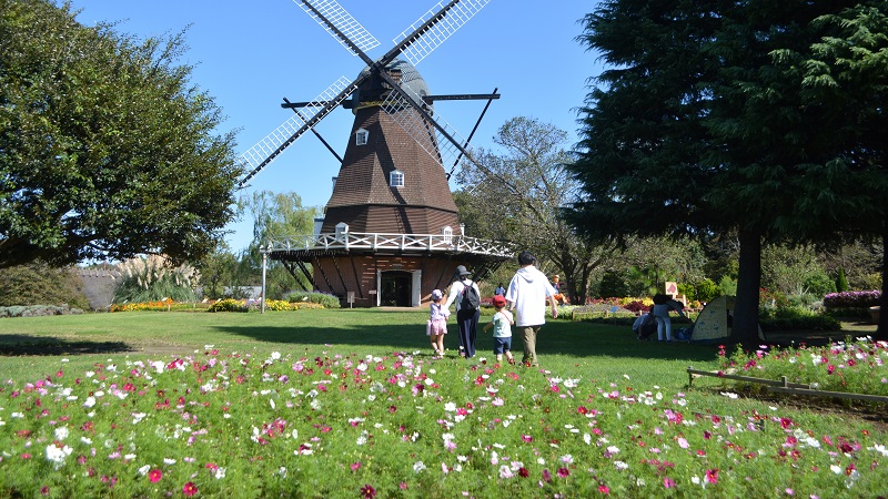 臨時休園が明け、コスモスが咲き誇る園内を散策する親子連れ客=2日、船橋市のふなばしアンデルセン公園