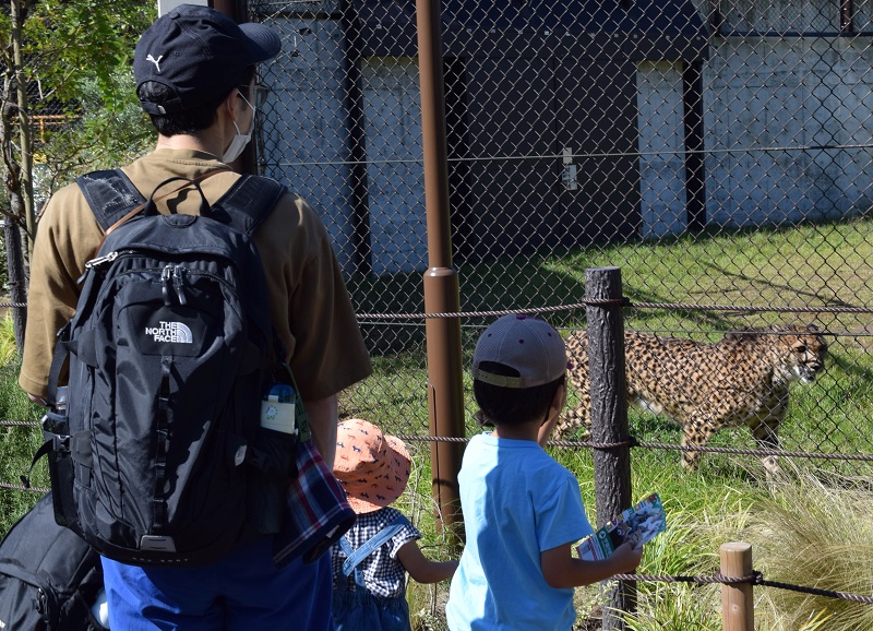 間近に迫るチーターに釘付けの子どもら=2日、千葉市動物公園