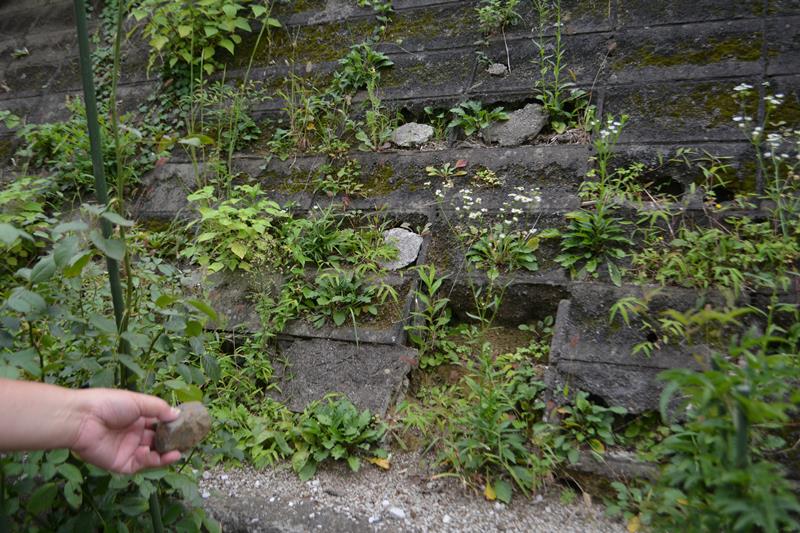 戸建て住宅の庭の目の前を覆い、劣化が進む市管理の斜面。住民は崩れ落ちてきた破片を手に、早期対策を訴えた=9月下旬、八千代市八千代台西