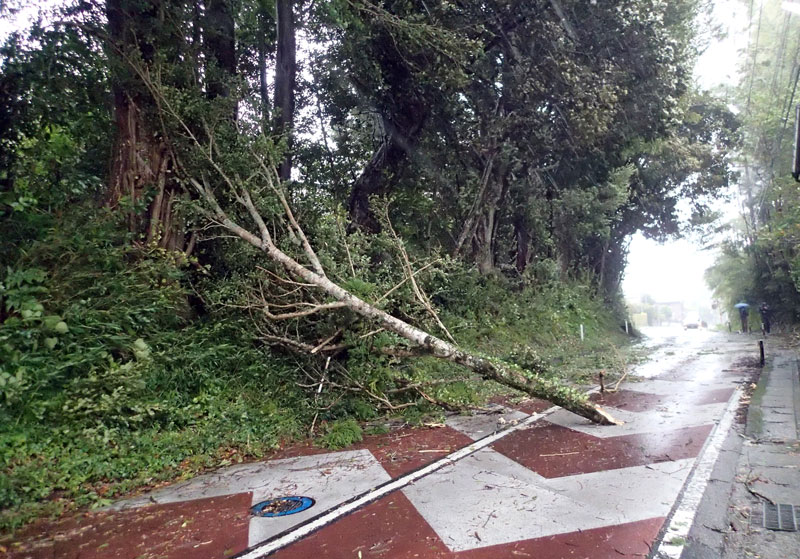 倒木が道をふさぎ一時通行止めになった勝浦市新戸の国道２９７号＝１日午後３時４０分ごろ