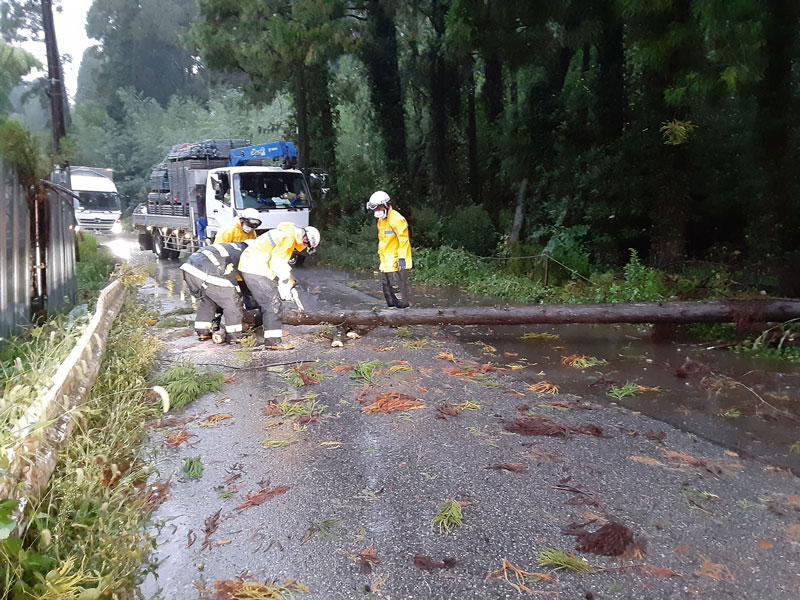 強風で倒れ道路をふさいだ木を切る千葉市消防局職員＝１日午後５時１０分ごろ、千葉市若葉区野呂町