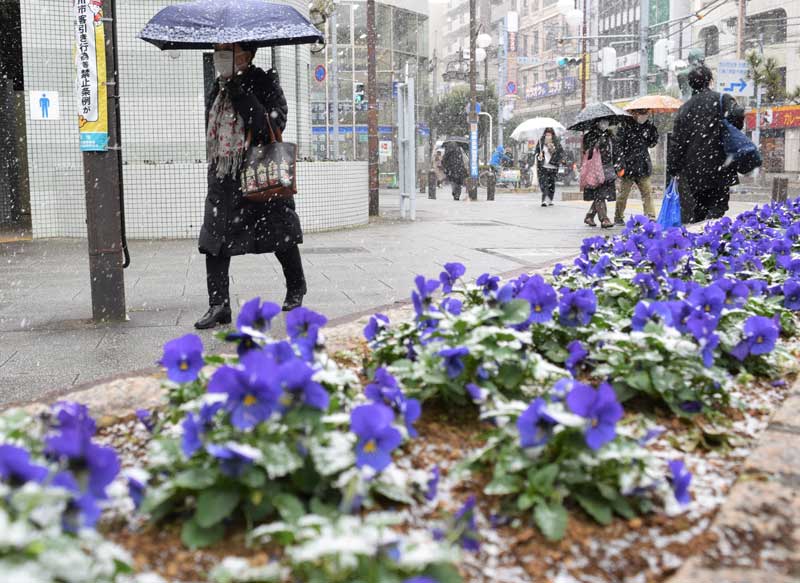 雪が降る中、傘を差して歩く通行人。花壇の花には雪が積もっていた=6日午後0時40分ごろ、市川市の行徳駅前