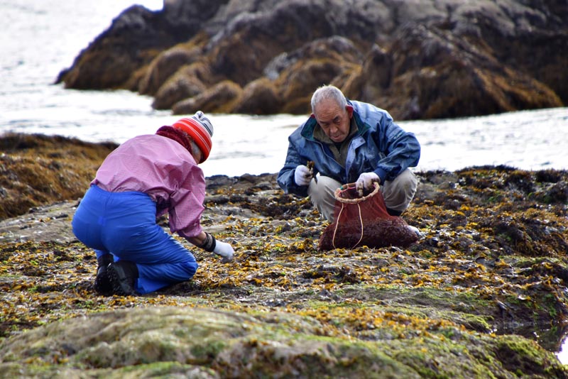 岩礁に付いたハバノリを摘み取る地元猟師ら＝８日、鴨川市