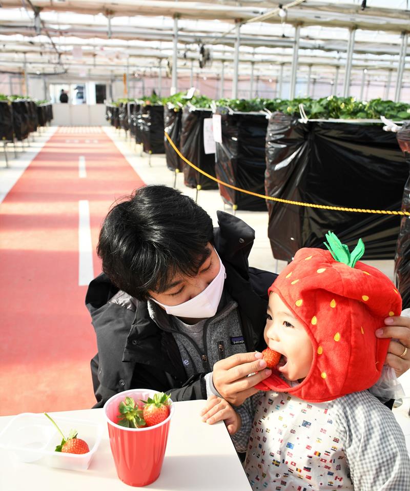 滑走路をイメージした通路があるビニールハウスで、収穫したイチゴを頬張る男の子=成田市のJALアグリポート農園