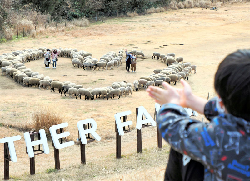 約２００匹のヒツジの群れがハートマークを描くイベント「ひつじの大行進～愛の羊文字編～」＝５日、富津市田倉のマザー牧場