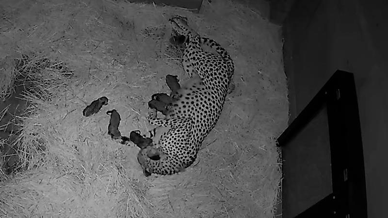 千葉市動物公園はチーターの未公開映像を有料配信する（イメージ、同公園提供）