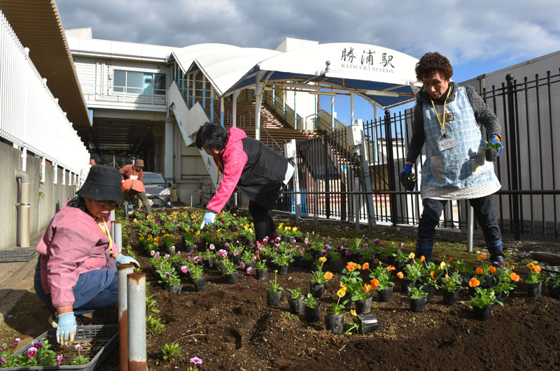 ＪＲ勝浦駅にパンジーの苗を植える県生涯大学校の学生＝２０１９年、勝浦市
