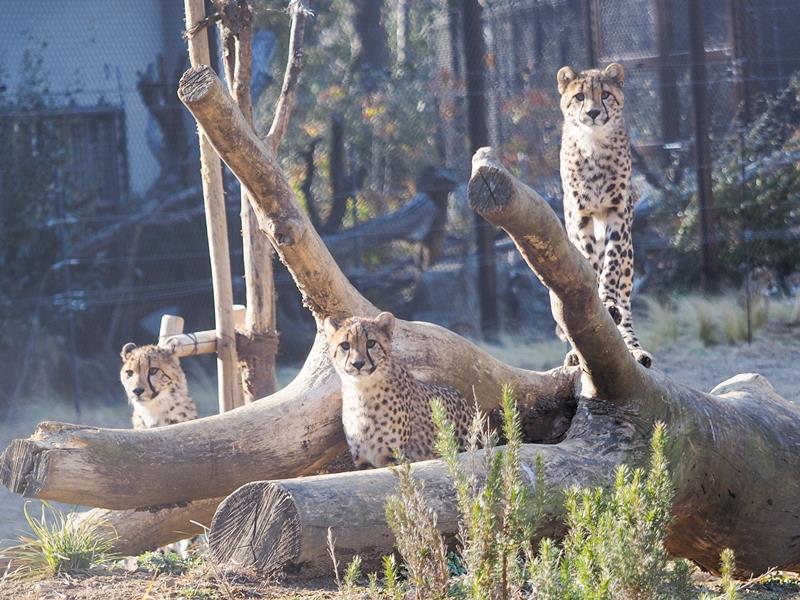 チーターの子どもたち。生後は600グラムほどだったが、今では母親のズラヤともほとんど変わらない大きさまで成長している(千葉市動物公園提供)