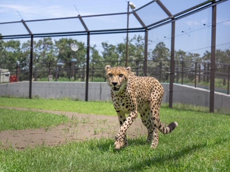 今回、6頭の子どもの父親だと判明した雄のフロド(千葉市動物公園提供)