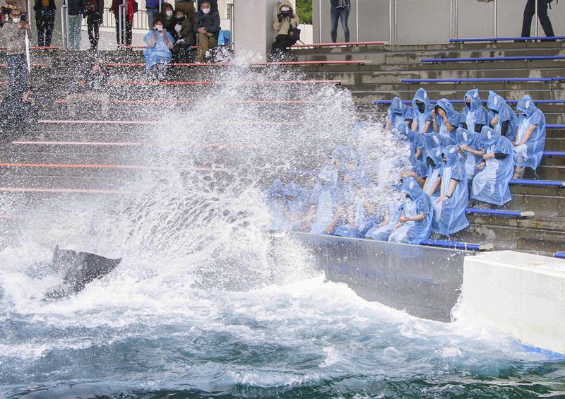 「新入社員にシャチあれ!」。シャチの「ラビー」が尾びれで水しぶきを浴びせて祝福=鴨川シーワールド(同館提供)