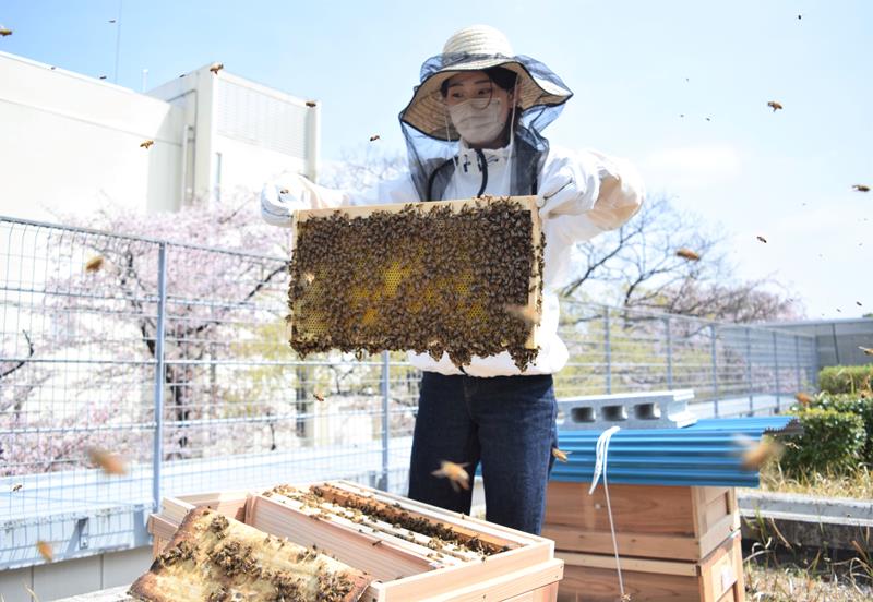 巣箱の中を確認する浅見さん=市川市