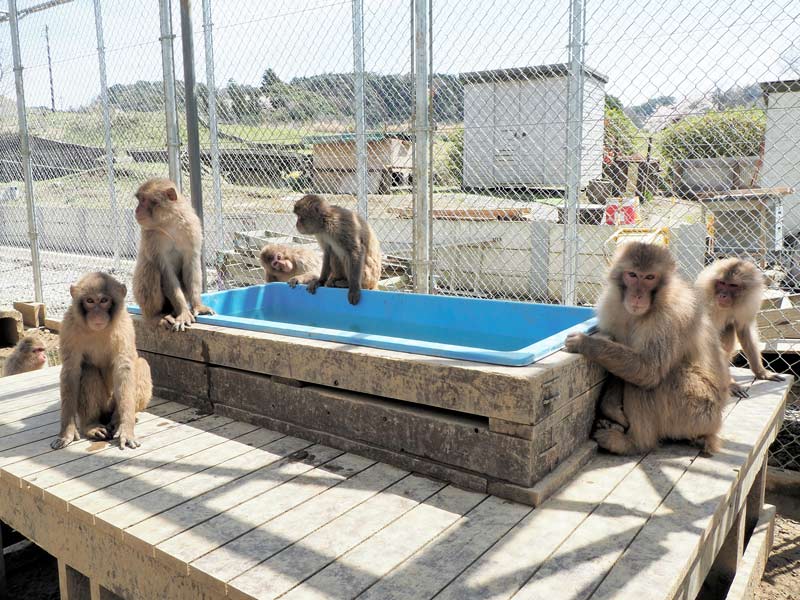 台風被災から２年半、完成した新しい檻の中で生活するニホンザル＝富津市