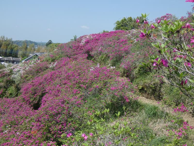 里山の斜面に広がるツツジ＝茂原市
